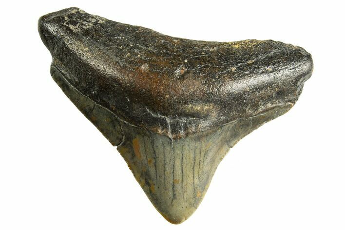 Juvenile Megalodon Tooth - North Carolina #344340